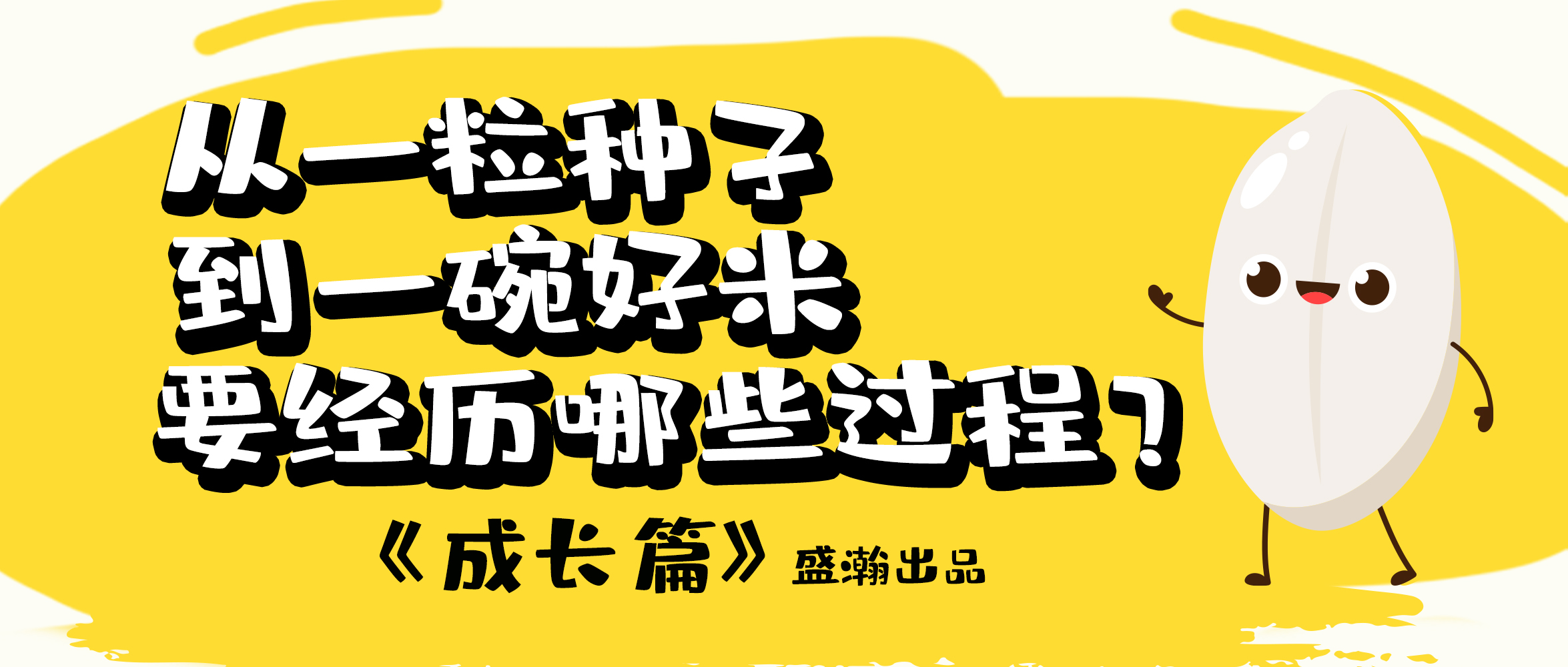 大米的一生-成長篇 | 從一粒種子到一碗好米要經(jīng)歷哪些過程？